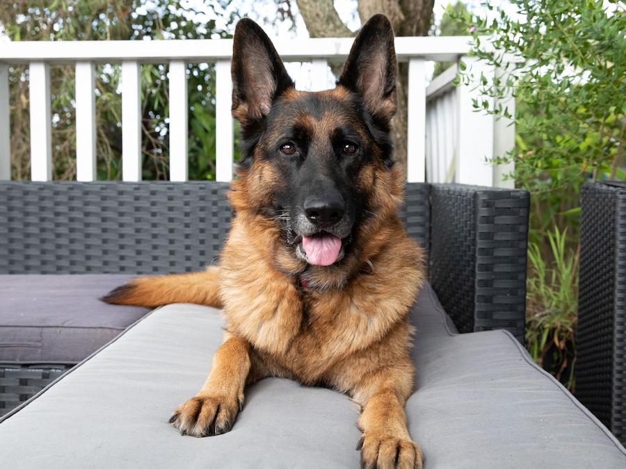 великі сімейні собаки