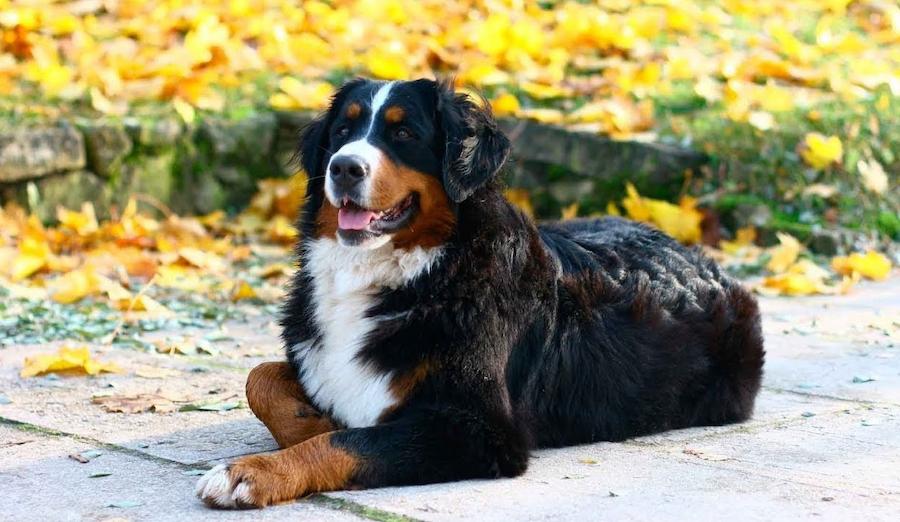 великі сімейні собаки