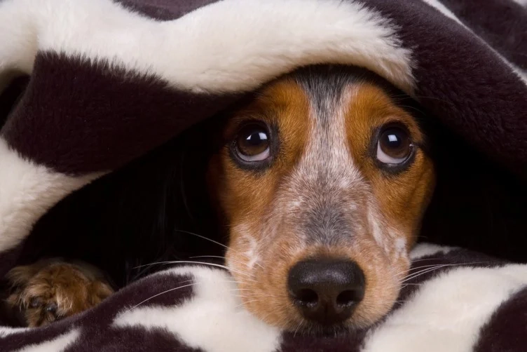 Такса под одеялом