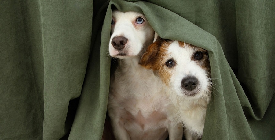 Собака в спокойной обстановке