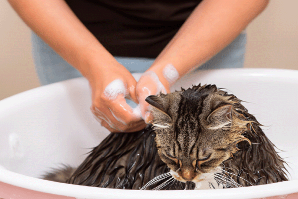 Де купати кота?