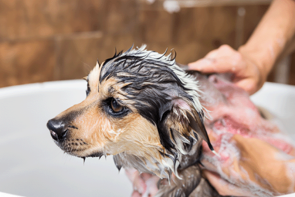 Какой тип шерсти у вашей собаки?