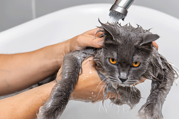 Коли потрібно купати кішку?