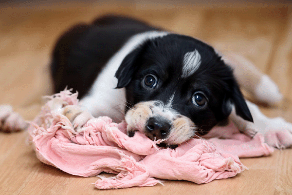 Часто ковтаються предмети