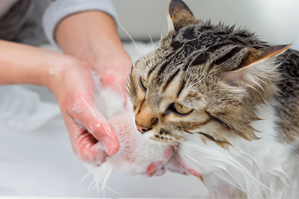 Як купати кота